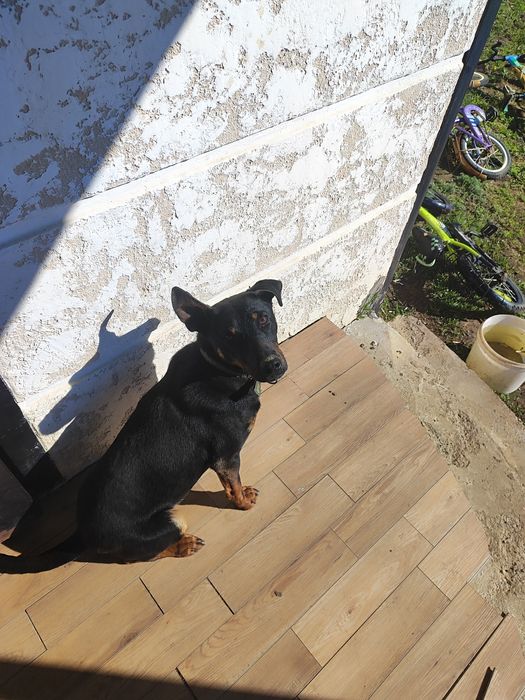 Продам якдтерер годовалый