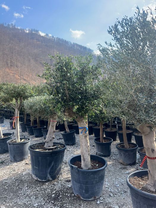 Plante ornamentale tuia leylandii smarald măslini