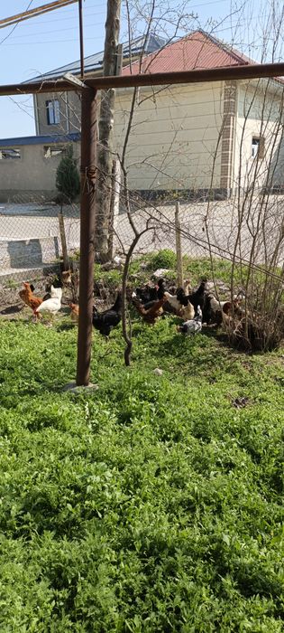 Домашний тухумла 2500 торг бор