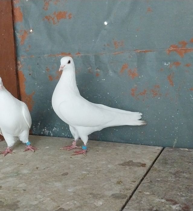 Туркменский Белый.