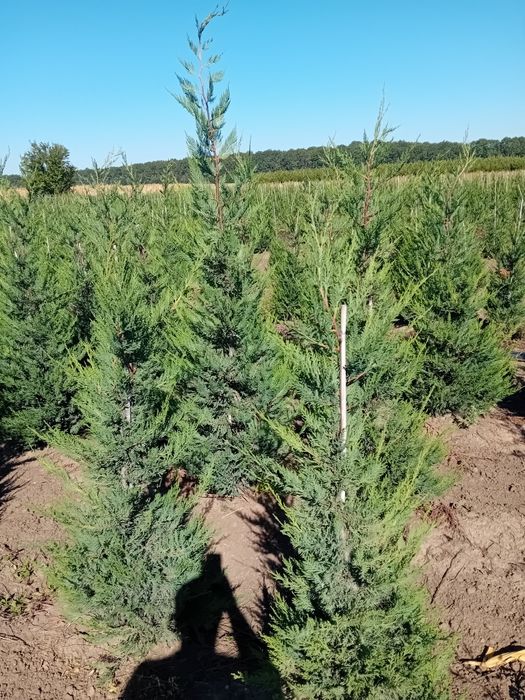 Chiparos leylandi direct producător