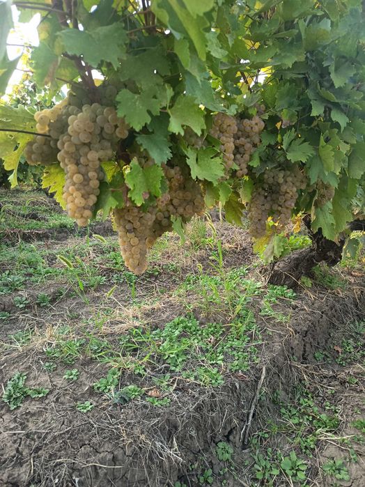 Struguri pentru vin schimb cu porumb și floarea soarelui