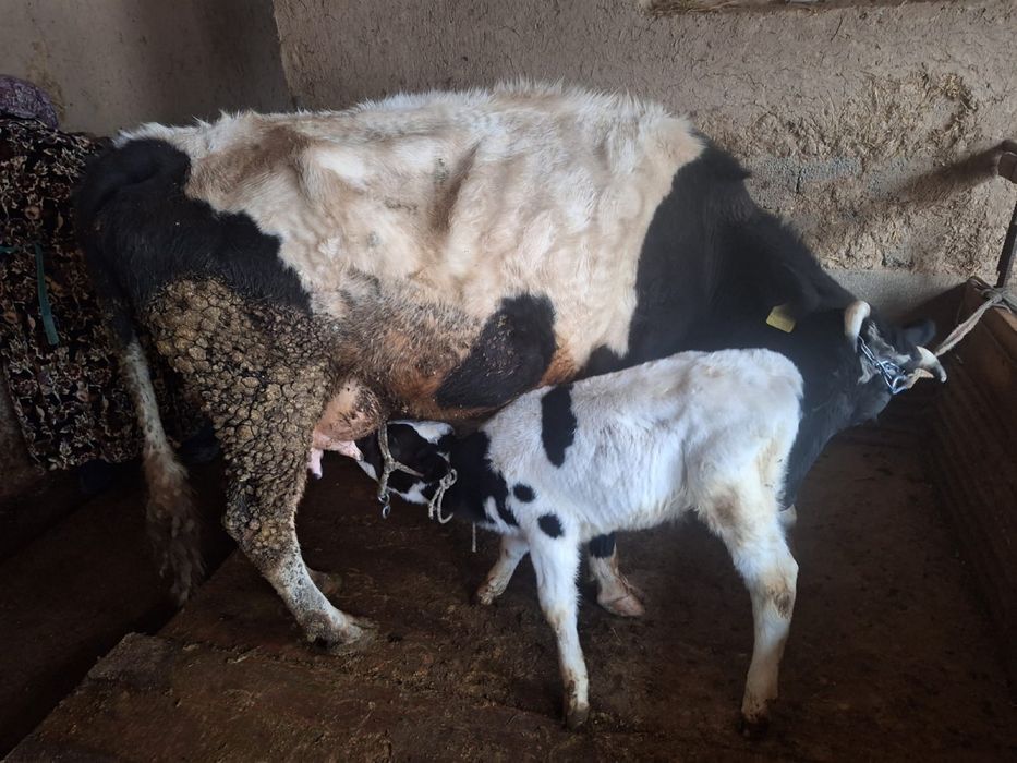 Сауынды сиыр сатылады