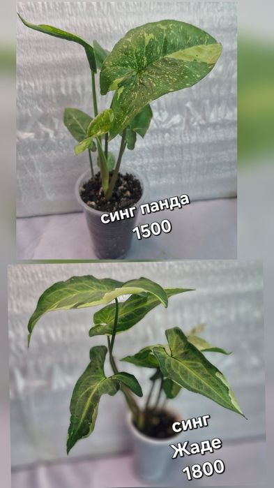 Комнатные растения в продажу