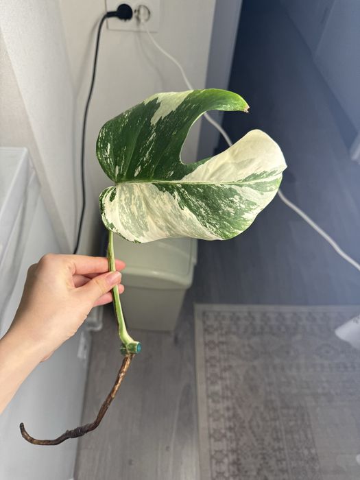 Монстера альба черенки