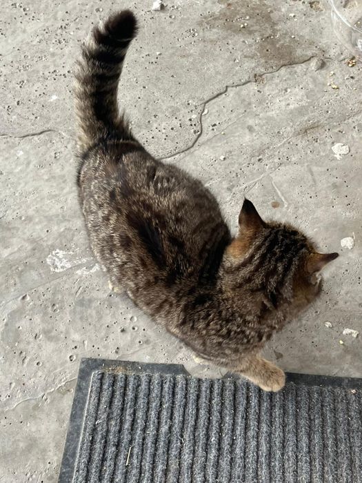 Умная кошка мышеловка