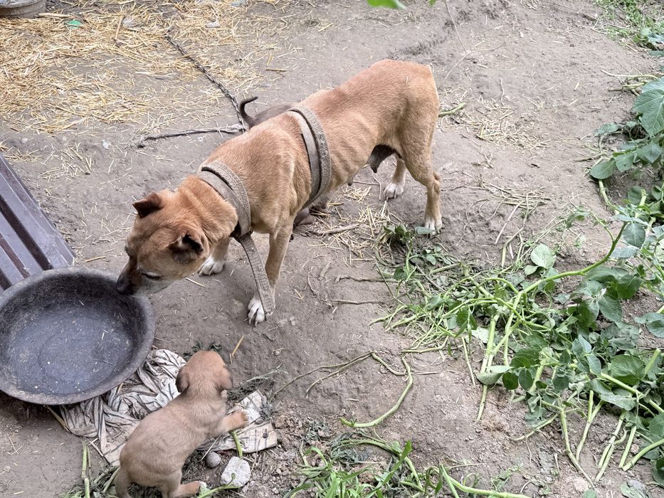 Pitbul  bolalar sotiladi