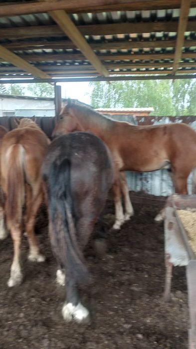 Продам жеребчиков с откорма