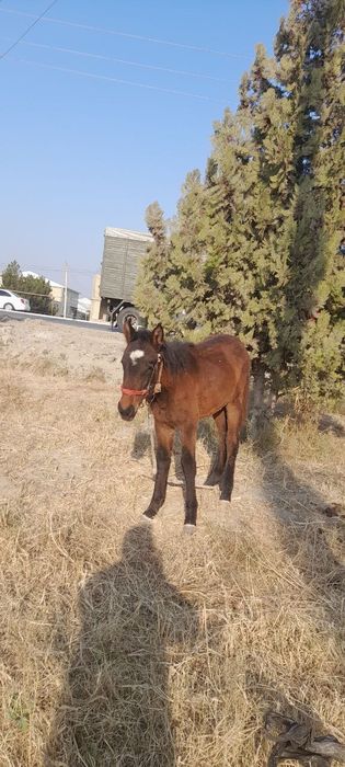 Тойлар сотилади.