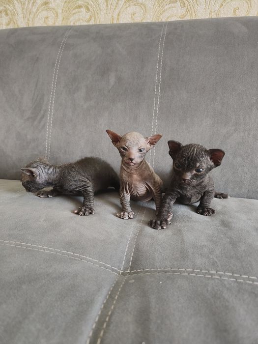 Продам котят донского сфинкса.