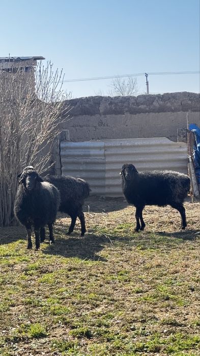 Майда мал, қой сатылады. 3 шт