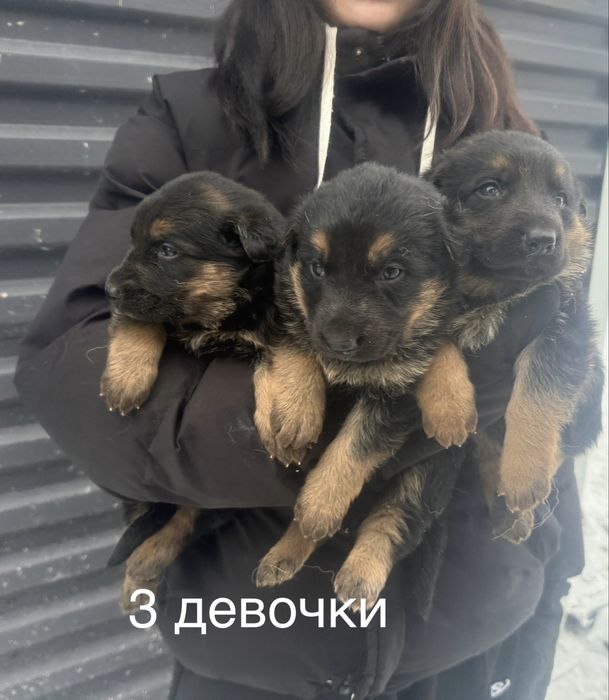 Щенки немецкой овчарки