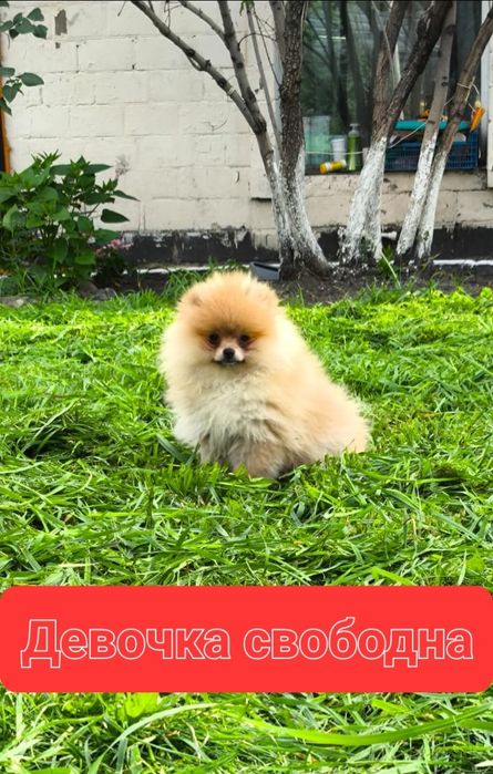 Продам щенков шпица.