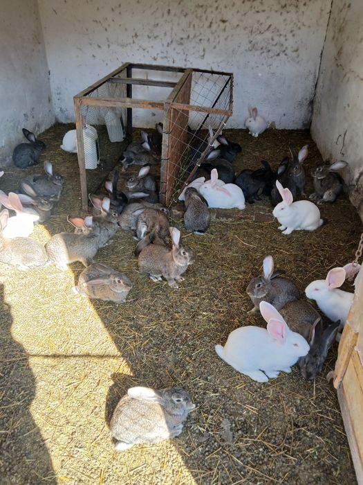 Iepuri de vinzare uriaș german și fluture