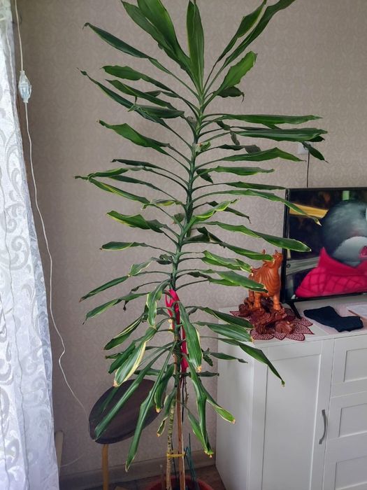 Продам драцена душистая высота выше 2м