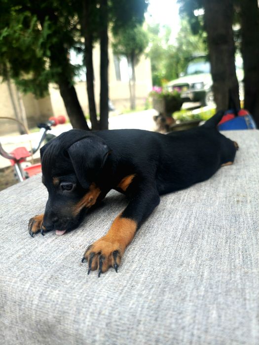 Немецкий Ягтерьер