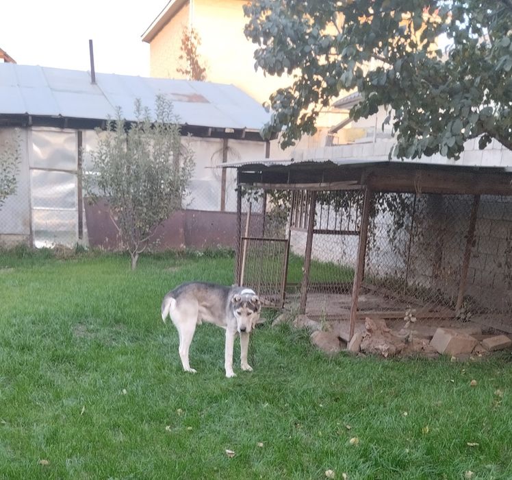 Продаю собаку, алабай