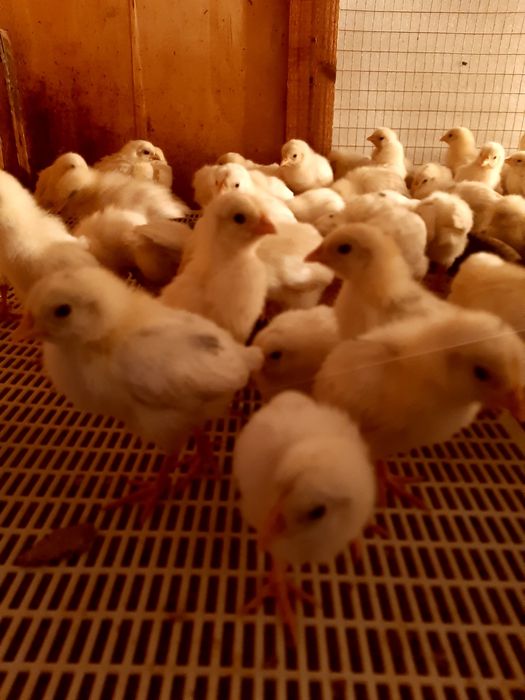 Цыплята ,чужалар ХайЛайн порода