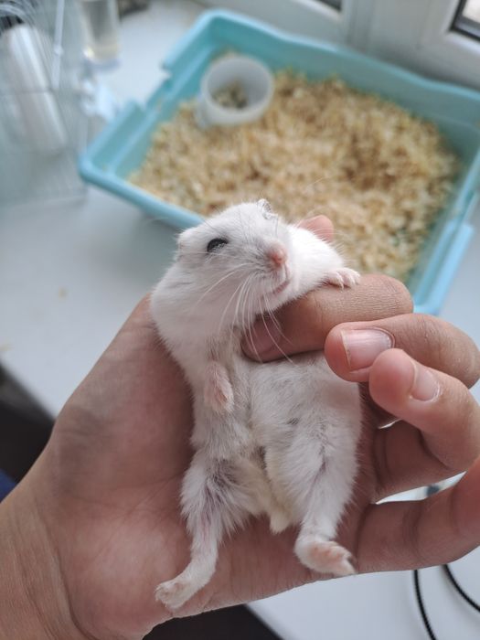 Хомяк отдам в хоршие руки