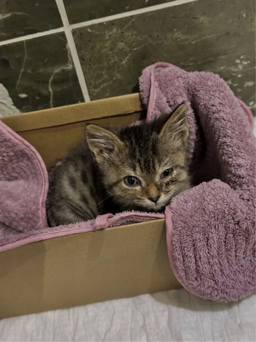 Котенка в добрые руки