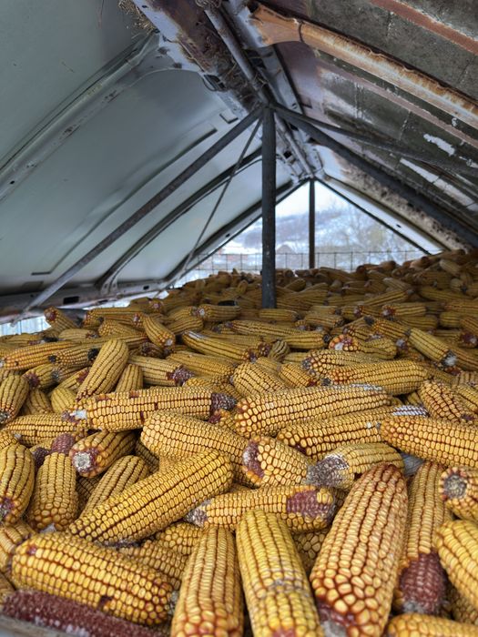 Vand porumb știulete