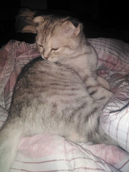 Котенок вислоухая