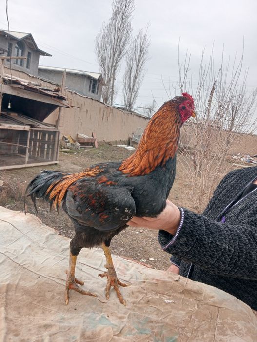 Dakan xo'roz sotiladi