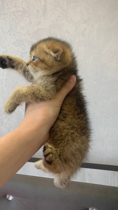 Scottish Fold: og'il bola