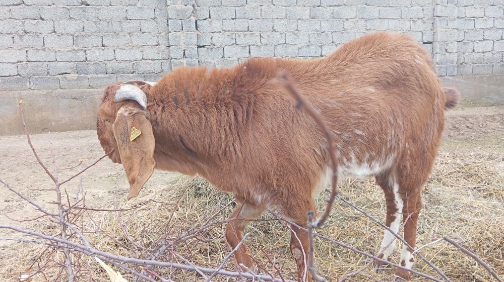 Битал теке сатылады