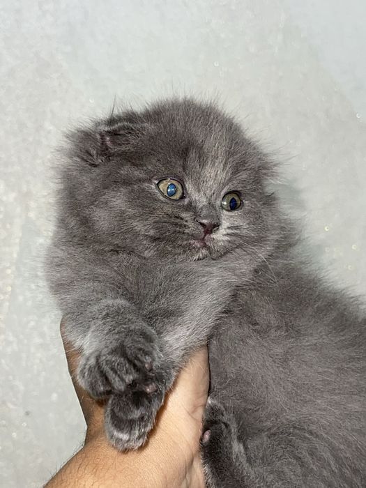 Шотландская вислоухая кошка