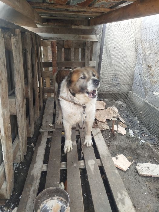 Продам 2вух алабаев