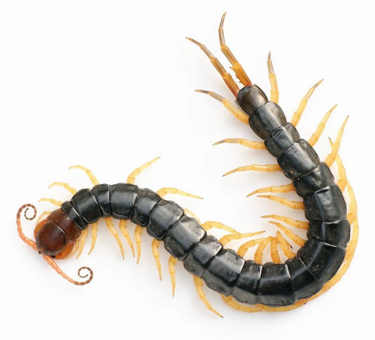 Scolopendra mutilans "yellow legs"
