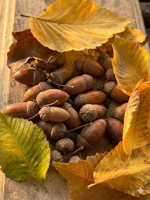 Жёлуди с крышечками, 3 кг