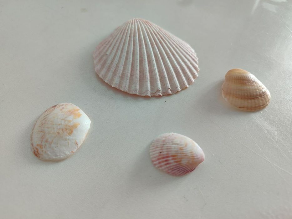 Ракушки для аквариума