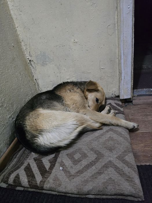 Отдам собаку в очень добрые руки