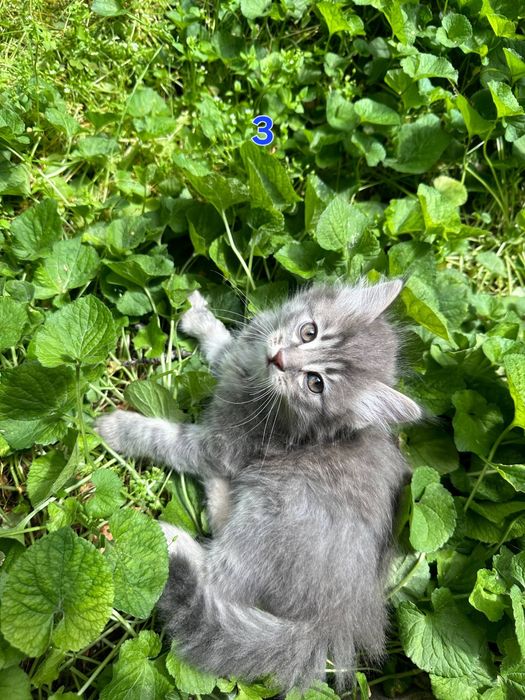 Котёнки 1,5 месячные, мальчики