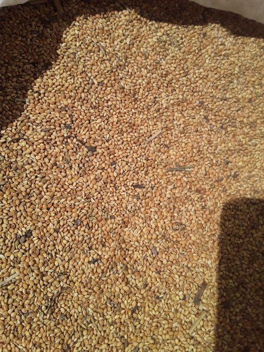 Тарих сотилади .