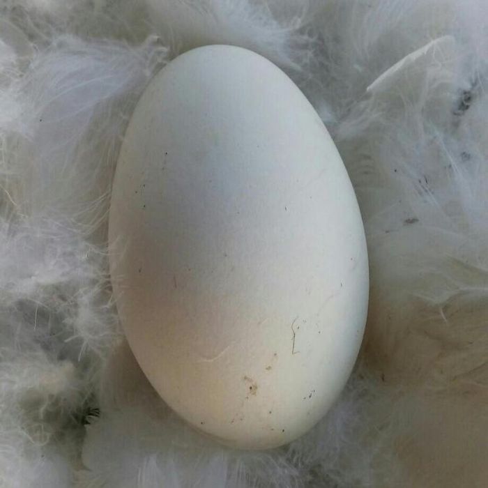 Продам яйца на инкубацию