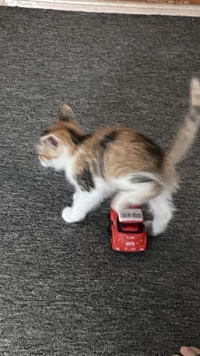 Отдам котенка девочку