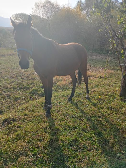 Ассалаумагалеком