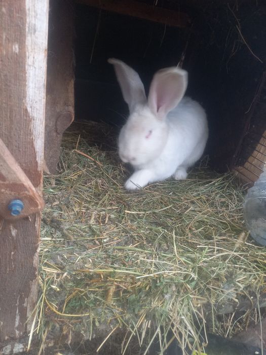 Кролики породы Фландер