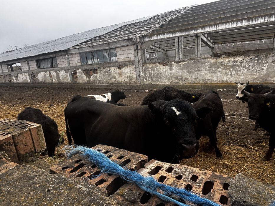 Bovine de vanzare