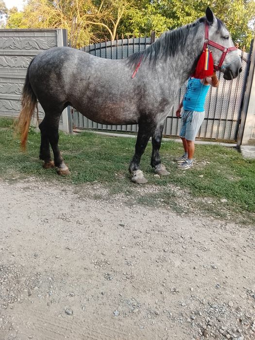 Iapa de vanzare de 5 ani