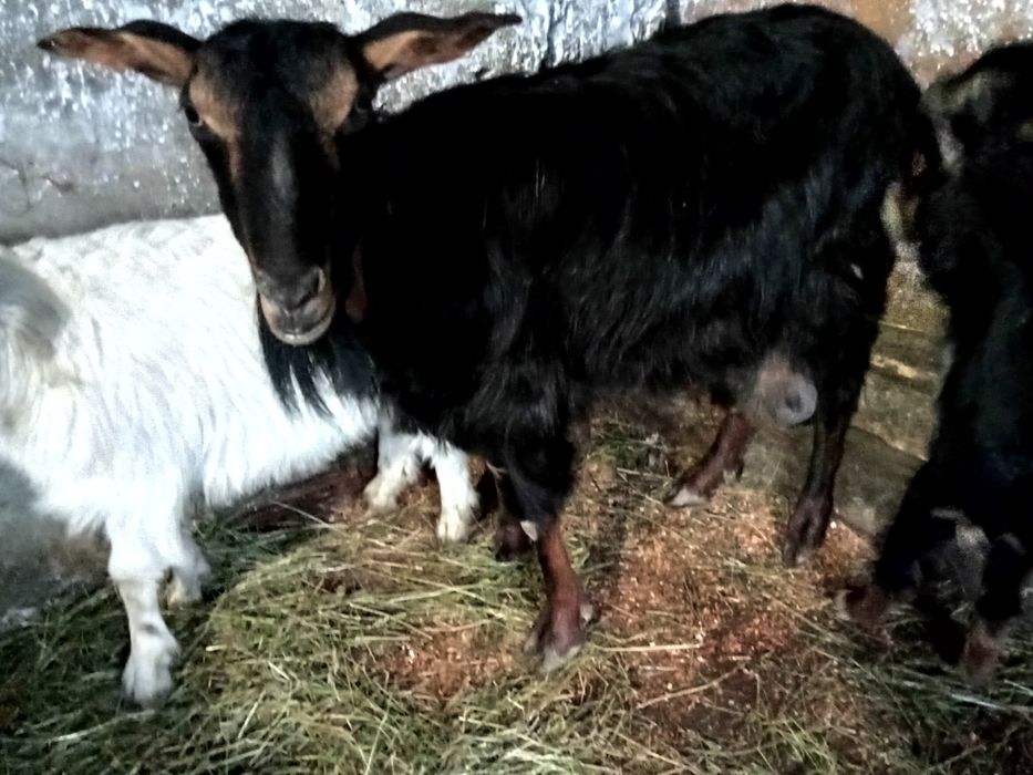 Schimb  cu rate lesesti ssu romanesti capră bună de lapte cu iadă și u