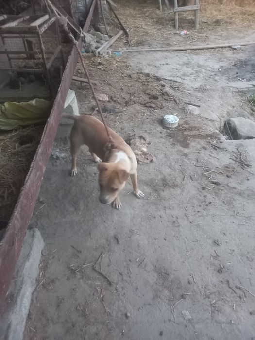 Itlar buxoro (pidbul)