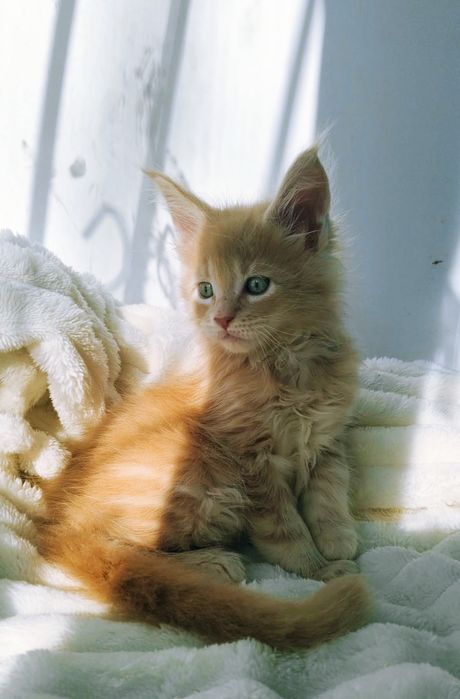 Мы ждём любящих родителей!