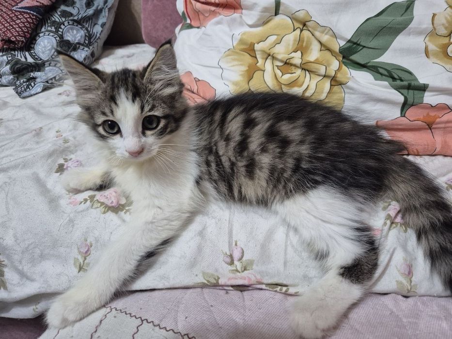 Отдам котёнка в хорошие руки