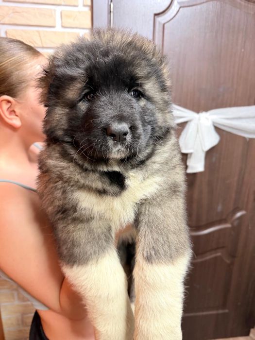 Щенки кавказкой овчарки