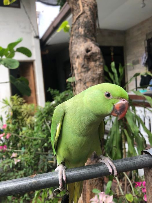 Papagali super blanzi micul alexandru pui crescuti la mana alexander