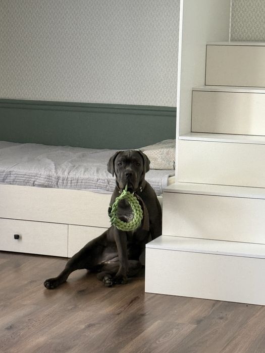 кане корсо 8 месяцев